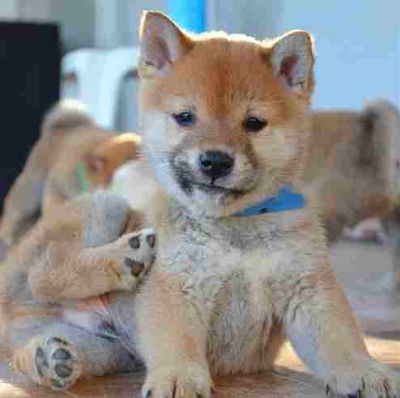 Shiba inu tenci